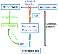 Graphical abstract: Hydrazine production by anammox biomass with NO reversible inhibition effects