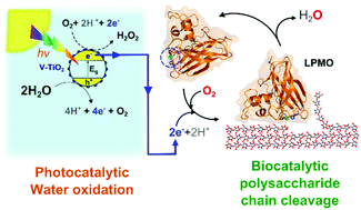 Graphical abstract: Fueling biomass-degrading oxidative enzymes by light-driven water oxidation