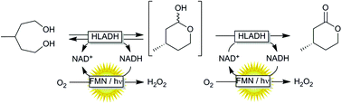 Graphical abstract: Photobiocatalytic alcohol oxidation using LED light sources