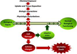 Graphical abstract: Zebrafish as an in vivo model for sustainable chemical design