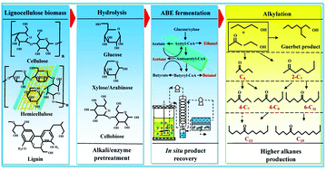 Graphical abstract: Bridging chemical- and bio-catalysis: high-value liquid transportation fuel production from renewable agricultural residues