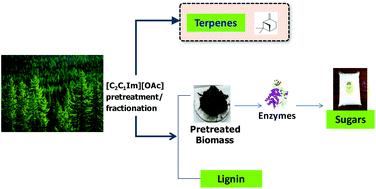 Graphical abstract: Development of an integrated approach for α-pinene recovery and sugar production from loblolly pine using ionic liquids