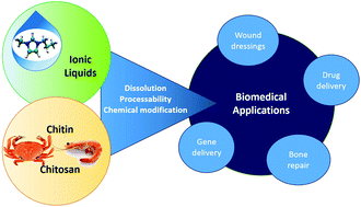 Graphical abstract: Ionic liquids in the processing and chemical modification of chitin and chitosan for biomedical applications