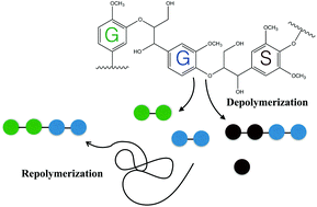 Graphical abstract: Understanding factors controlling depolymerization and polymerization in catalytic degradation of β-ether linked model lignin compounds by versatile peroxidase