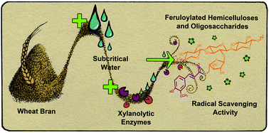 Graphical abstract: Sequential fractionation of feruloylated hemicelluloses and oligosaccharides from wheat bran using subcritical water and xylanolytic enzymes
