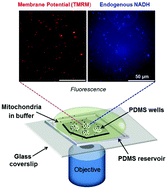 Graphical abstract: PDMS microwells for multi-parametric monitoring of single mitochondria on a large scale: a study of their individual membrane potential and endogenous NADH