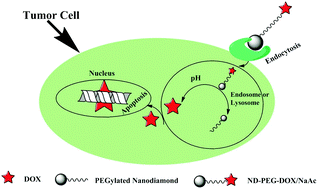 Graphical abstract: Acetate ions enhance load and stability of doxorubicin onto PEGylated nanodiamond for selective tumor intracellular controlled release and therapy