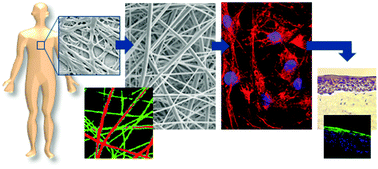 Graphical abstract: Three-dimensional hierarchical cultivation of human skin cells on bio-adaptive hybrid fibers