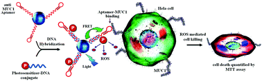 Graphical abstract: A quantum dot–MUC1 aptamer conjugate for targeted delivery of protoporphyrin IX and specific photokilling of cancer cells through ROS generation
