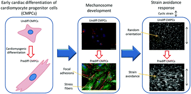Graphical abstract: Cardiomyocyte progenitor cell mechanoresponse unrevealed: strain avoidance and mechanosome development