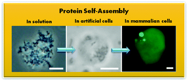 Graphical abstract: Protein self-assembly following in situ expression in artificial and mammalian cells