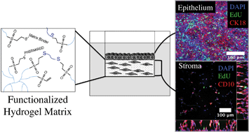 Graphical abstract: Local remodeling of synthetic extracellular matrix microenvironments by co-cultured endometrial epithelial and stromal cells enables long-term dynamic physiological function