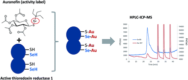 Graphical abstract: HPLC-ICP-MS for simultaneous quantification of the total and active form of the thioredoxin reductase enzyme in human serum using auranofin as an activity-based probe