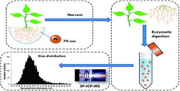Graphical abstract: Single particle ICP-MS characterization of platinum nanoparticles uptake and bioaccumulation by Lepidium sativum and Sinapis alba plants