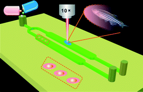 Graphical abstract: Fish-on-a-chip: microfluidics for zebrafish research