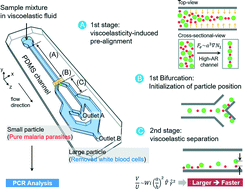 Graphical abstract: High-throughput malaria parasite separation using a viscoelastic fluid for ultrasensitive PCR detection