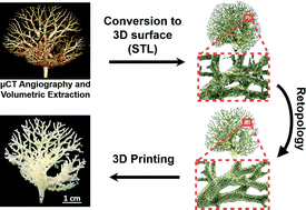Graphical abstract: 3D-printed fluidic networks as vasculature for engineered tissue