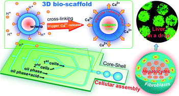 Graphical abstract: Controlled assembly of heterotypic cells in a core–shell scaffold: organ in a droplet