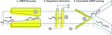 Graphical abstract: Towards microfluidic sperm refinement: impedance-based analysis and sorting of sperm cells