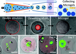 Graphical abstract: One-step generation of cell-laden microgels using double emulsion drops with a sacrificial ultra-thin oil shell