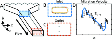 Graphical abstract: Direct measurement of particle inertial migration in rectangular microchannels