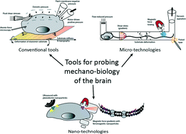 Graphical abstract: Micro- and nano-technologies to probe the mechano-biology of the brain