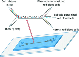 Graphical abstract: Dielectrophoretic applications for disease diagnostics using lab-on-a-chip platforms