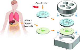 Graphical abstract: Modular, pumpless body-on-a-chip platform for the co-culture of GI tract epithelium and 3D primary liver tissue