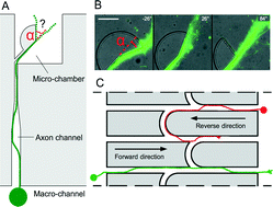 Graphical abstract: Asymmetric axonal edge guidance: a new paradigm for building oriented neuronal networks