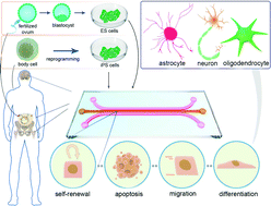 Graphical abstract: Microfluidic systems for stem cell-based neural tissue engineering