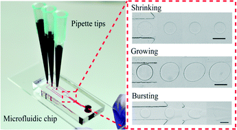 Graphical abstract: Shrinking, growing, and bursting: microfluidic equilibrium control of water-in-water droplets