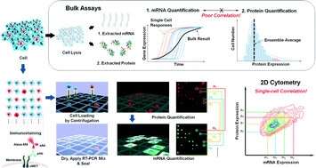 Graphical abstract: Dual transcript and protein quantification in a massive single cell array