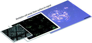 Graphical abstract: Multiplex cell microarrays for high-throughput screening