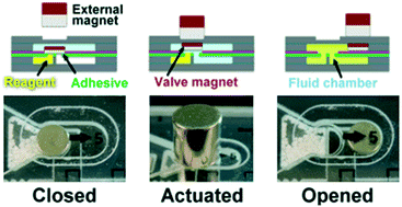 Graphical abstract: Magnetic-adhesive based valves for microfluidic devices used in low-resource settings