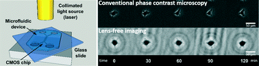 Graphical abstract: Time-lapse lens-free imaging of cell migration in diverse physical microenvironments
