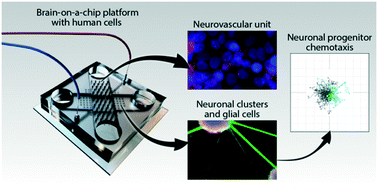 Graphical abstract: Brain-on-a-chip model enables analysis of human neuronal differentiation and chemotaxis