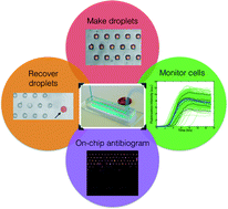 Graphical abstract: Universal microfluidic platform for bioassays in anchored droplets