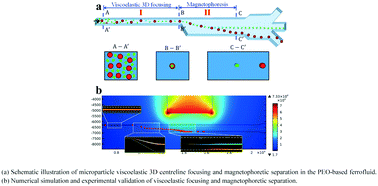 Graphical abstract: A novel viscoelastic-based ferrofluid for continuous sheathless microfluidic separation of nonmagnetic microparticles