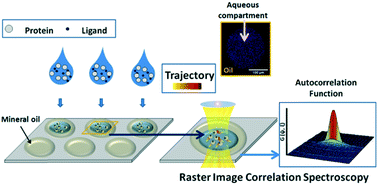 Graphical abstract: Monitoring few molecular binding events in scalable confined aqueous compartments by raster image correlation spectroscopy (CADRICS)