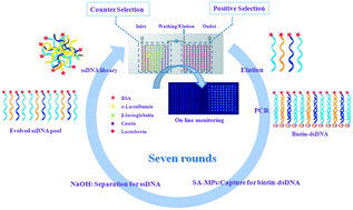 Graphical abstract: Selection of aptamers based on a protein microarray integrated with a microfluidic chip