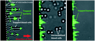 Graphical abstract: Isolation and concentration of bacteria from blood using microfluidic membraneless dialysis and dielectrophoresis