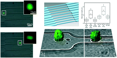 Graphical abstract: A microfluidic device for characterizing nuclear deformations