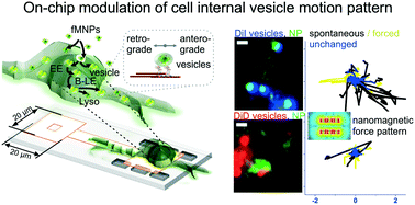 Graphical abstract: Modulating motility of intracellular vesicles in cortical neurons with nanomagnetic forces on-chip