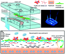 Graphical abstract: Mimicking liver sinusoidal structures and functions using a 3D-configured microfluidic chip