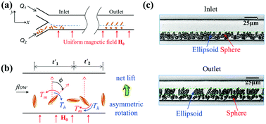 Graphical abstract: Magnetic separation of microparticles by shape