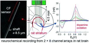 Graphical abstract: Subcellular probes for neurochemical recording from multiple brain sites