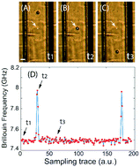 Graphical abstract: Brillouin flow cytometry for label-free mechanical phenotyping of the nucleus