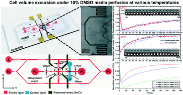 Graphical abstract: Determination of the temperature-dependent cell membrane permeabilities using microfluidics with integrated flow and temperature control