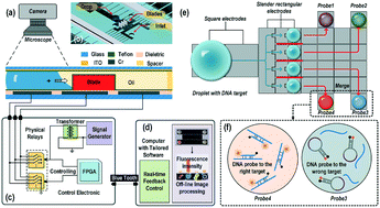 Graphical abstract: A 3D microblade structure for precise and parallel droplet splitting on digital microfluidic chips