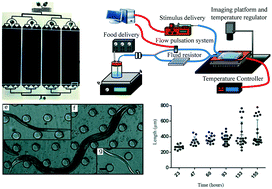 Graphical abstract: Microfluidic platform with spatiotemporally controlled micro-environment for studying long-term C. elegans developmental arrests